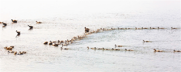 图为在新州镇新英湾,一群跑海鸭在海湾里觅食海南日报记者 陈元才 摄