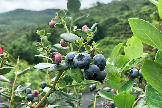 北果南種 已成為可能 宋金梅家田園裡的藍莓正耀眼綻放 人民網海南